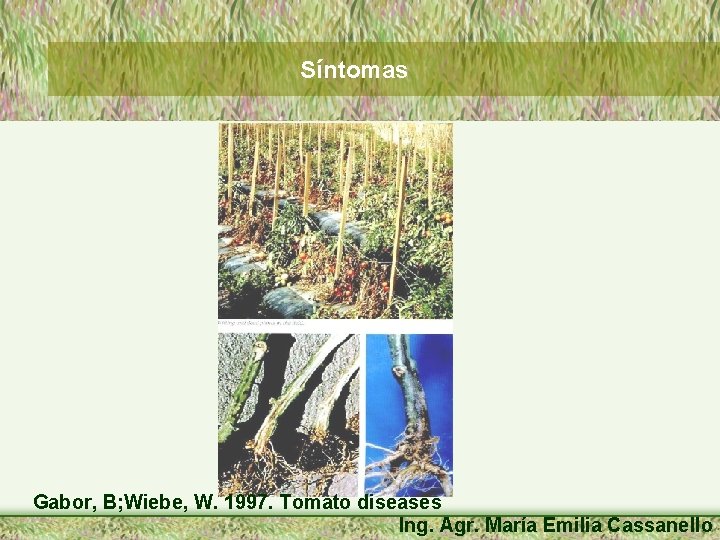 Síntomas Gabor, B; Wiebe, W. 1997. Tomato diseases Ing. Agr. María Emilia Cassanello 