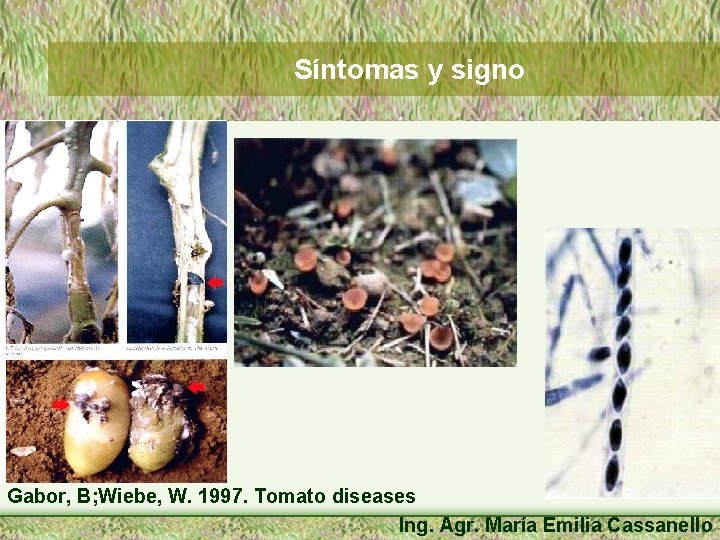 Síntomas y signo Gabor, B; Wiebe, W. 1997. Tomato diseases Ing. Agr. María Emilia