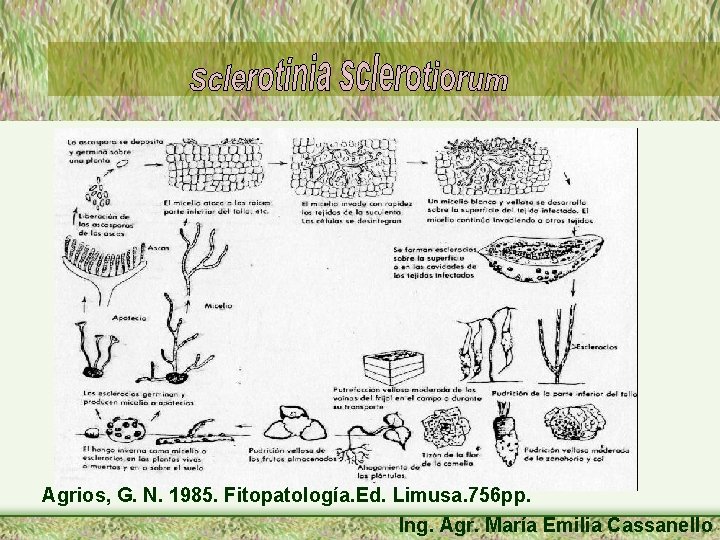 Agrios, G. N. 1985. Fitopatología. Ed. Limusa. 756 pp. Ing. Agr. María Emilia Cassanello