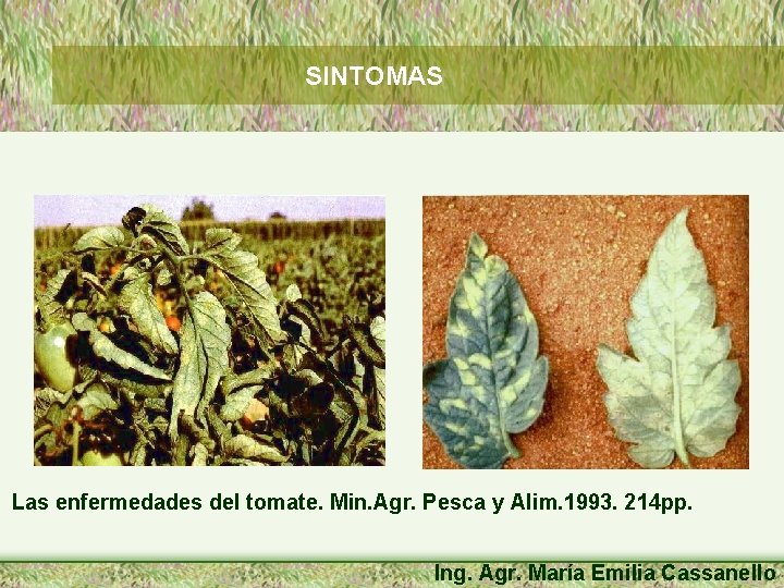SINTOMAS Las enfermedades del tomate. Min. Agr. Pesca y Alim. 1993. 214 pp. Ing.