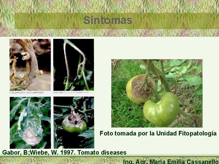 Síntomas Foto tomada por la Unidad Fitopatología Gabor, B; Wiebe, W. 1997. Tomato diseases