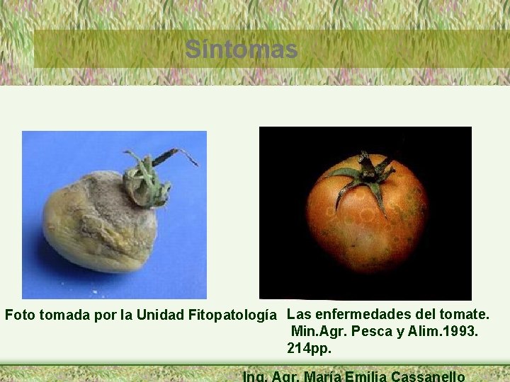 Síntomas Foto tomada por la Unidad Fitopatología Las enfermedades del tomate. Min. Agr. Pesca