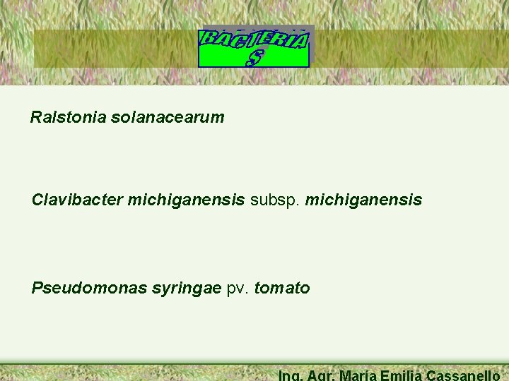 Ralstonia solanacearum Clavibacter michiganensis subsp. michiganensis Pseudomonas syringae pv. tomato Ing. Agr. María Emilia