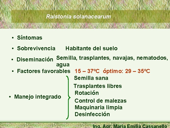 Ralstonia solanacearum • Síntomas • Sobrevivencia Habitante del suelo • Diseminación Semilla, trasplantes, navajas,