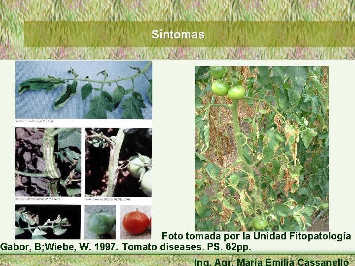 Síntomas Foto tomada por la Unidad Fitopatología Gabor, B; Wiebe, W. 1997. Tomato diseases.