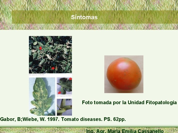 Síntomas Foto tomada por la Unidad Fitopatología Gabor, B; Wiebe, W. 1997. Tomato diseases.