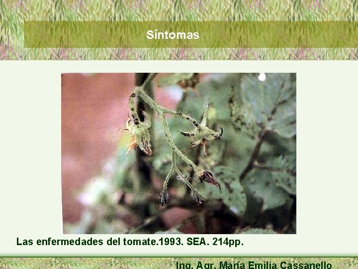 Síntomas Las enfermedades del tomate. 1993. SEA. 214 pp. Ing. Agr. María Emilia Cassanello