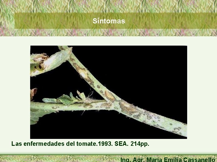 Síntomas Las enfermedades del tomate. 1993. SEA. 214 pp. Ing. Agr. María Emilia Cassanello