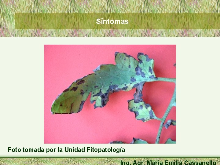 Síntomas Foto tomada por la Unidad Fitopatología Ing. Agr. María Emilia Cassanello 
