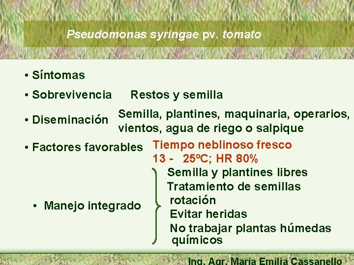 Pseudomonas syringae pv. tomato • Síntomas • Sobrevivencia Restos y semilla • Diseminación Semilla,