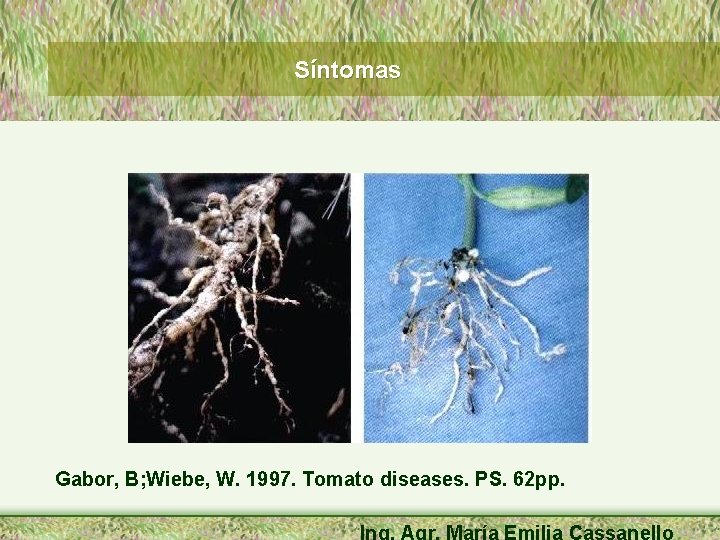 Síntomas Gabor, B; Wiebe, W. 1997. Tomato diseases. PS. 62 pp. Ing. Agr. María