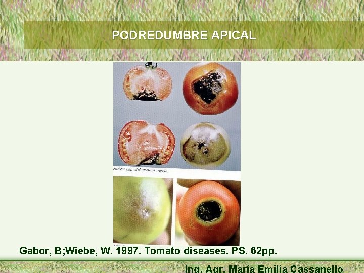 PODREDUMBRE APICAL Gabor, B; Wiebe, W. 1997. Tomato diseases. PS. 62 pp. Ing. Agr.