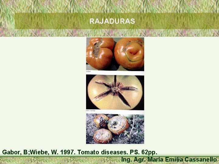 RAJADURAS Gabor, B; Wiebe, W. 1997. Tomato diseases. PS. 62 pp. Ing. Agr. María