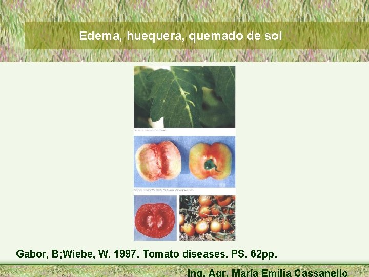 Edema, huequera, quemado de sol Gabor, B; Wiebe, W. 1997. Tomato diseases. PS. 62