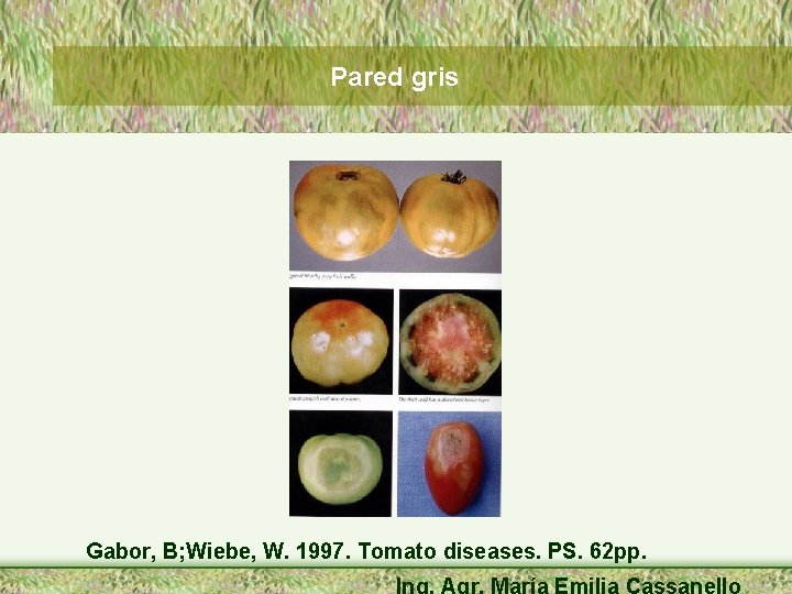Pared gris Gabor, B; Wiebe, W. 1997. Tomato diseases. PS. 62 pp. Ing. Agr.