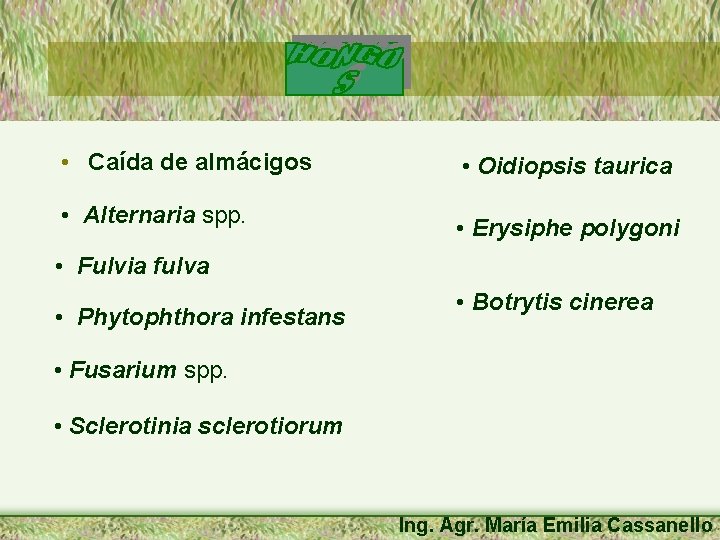  • Caída de almácigos • Alternaria spp. • Oidiopsis taurica • Erysiphe polygoni