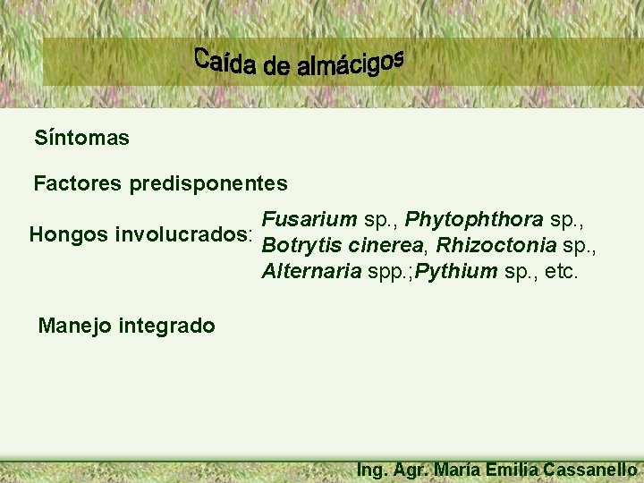Síntomas Factores predisponentes Fusarium sp. , Phytophthora sp. , Hongos involucrados: Botrytis cinerea, Rhizoctonia