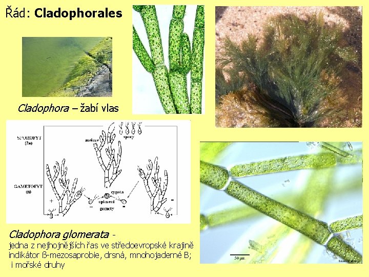Řád: Cladophorales Cladophora – žabí vlas Cladophora glomerata - jedna z nejhojnějších řas ve