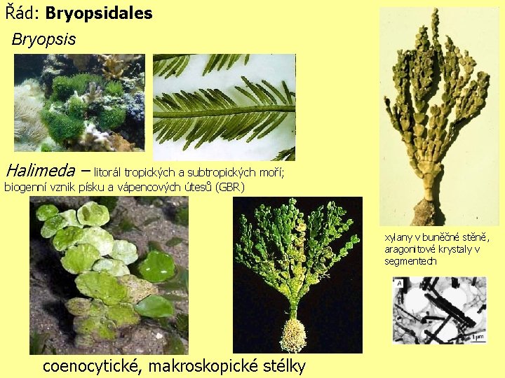 Řád: Bryopsidales Bryopsis Halimeda – litorál tropických a subtropických moří; biogenní vznik písku a