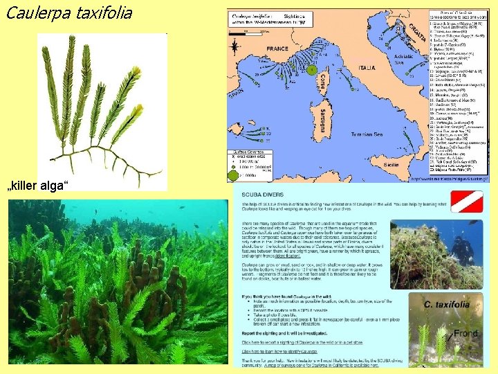 Caulerpa taxifolia „killer alga“ 