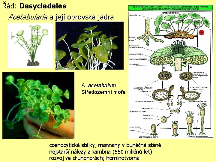 Řád: Dasycladales Acetabularia a její obrovská jádra A. acetabulum Středozemní moře coenocytické stélky, mannany
