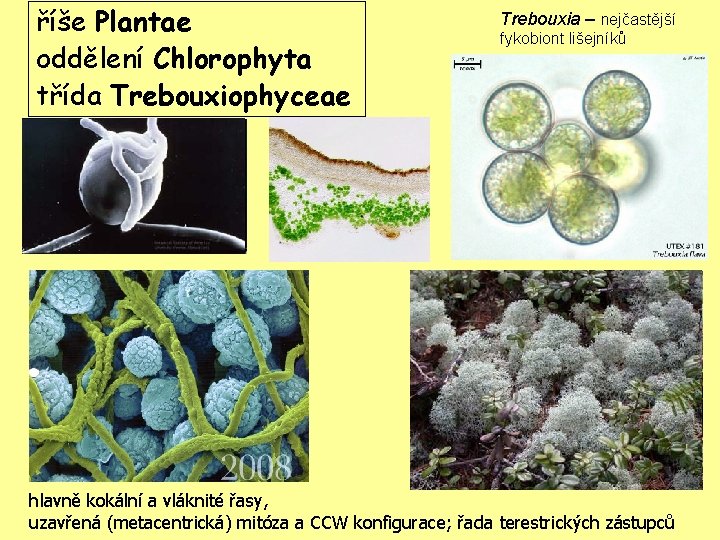 říše Plantae oddělení Chlorophyta třída Trebouxiophyceae Trebouxia – nejčastější fykobiont lišejníků hlavně kokální a