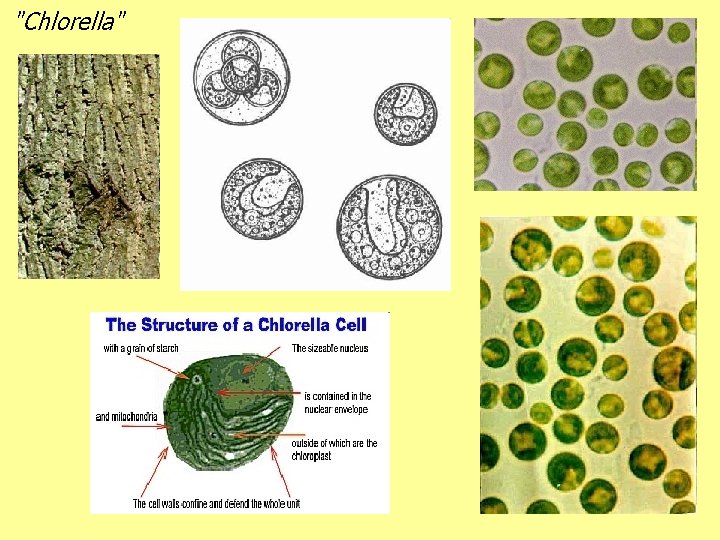 "Chlorella" 