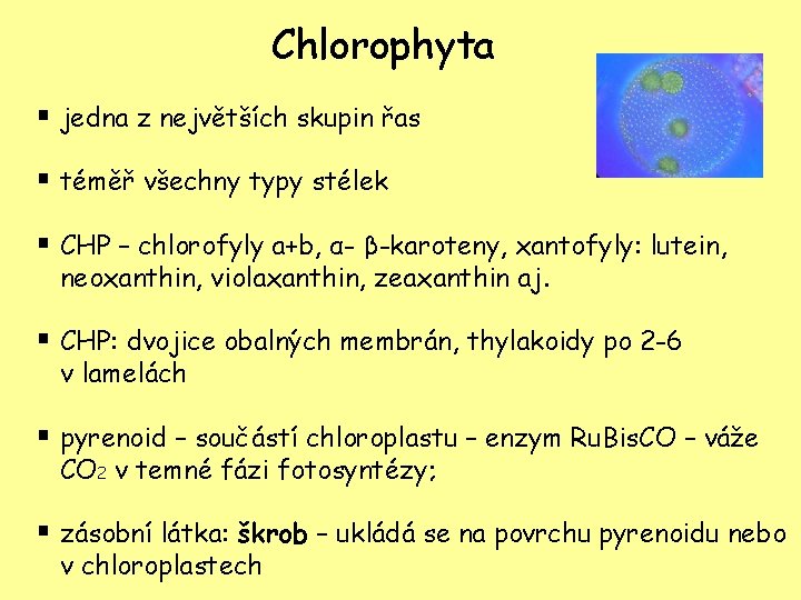 Chlorophyta § jedna z největších skupin řas § téměř všechny typy stélek § CHP