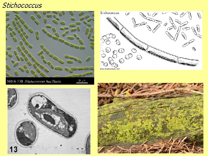 Stichococcus 