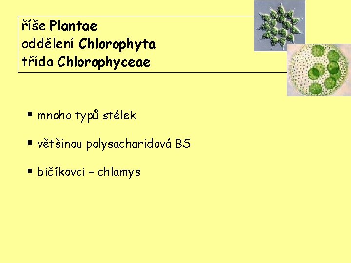 říše Plantae oddělení Chlorophyta třída Chlorophyceae § mnoho typů stélek § většinou polysacharidová BS