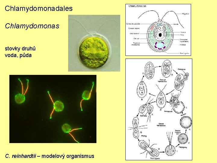 Chlamydomonadales Chlamydomonas stovky druhů voda, půda C. reinhardtii – modelový organismus 