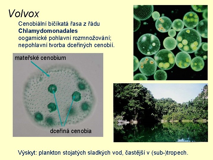 Volvox Cenobiální bičíkatá řasa z řádu Chlamydomonadales; oogamické pohlavní rozmnožování; nepohlavní tvorba dceřiných cenobií.