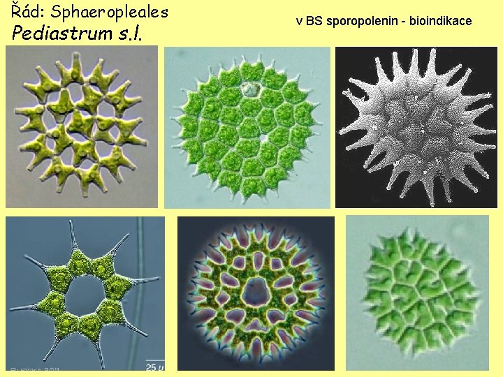 Řád: Sphaeropleales Pediastrum s. l. v BS sporopolenin - bioindikace 