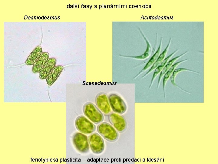 další řasy s planárními coenobii Desmodesmus Acutodesmus Scenedesmus fenotypická plasticita – adaptace proti predaci