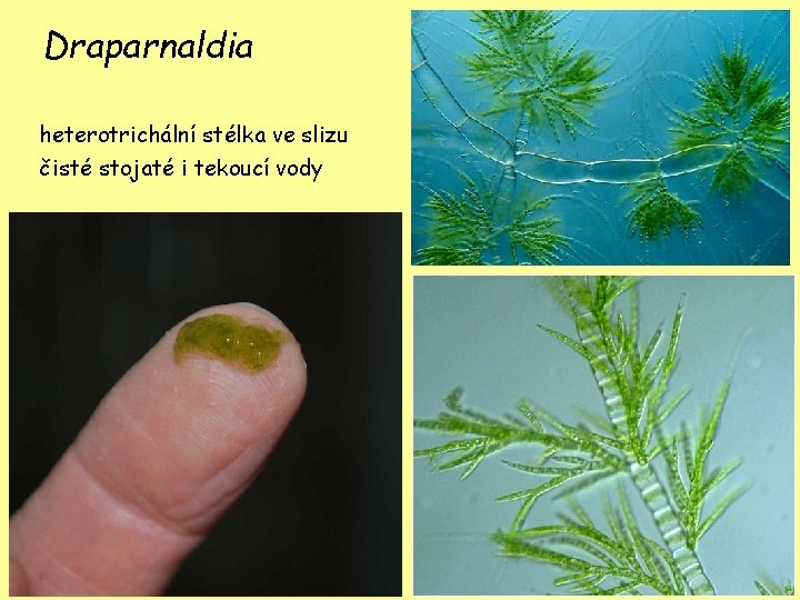 Draparnaldia heterotrichální stélka ve slizu čisté stojaté i tekoucí vody 