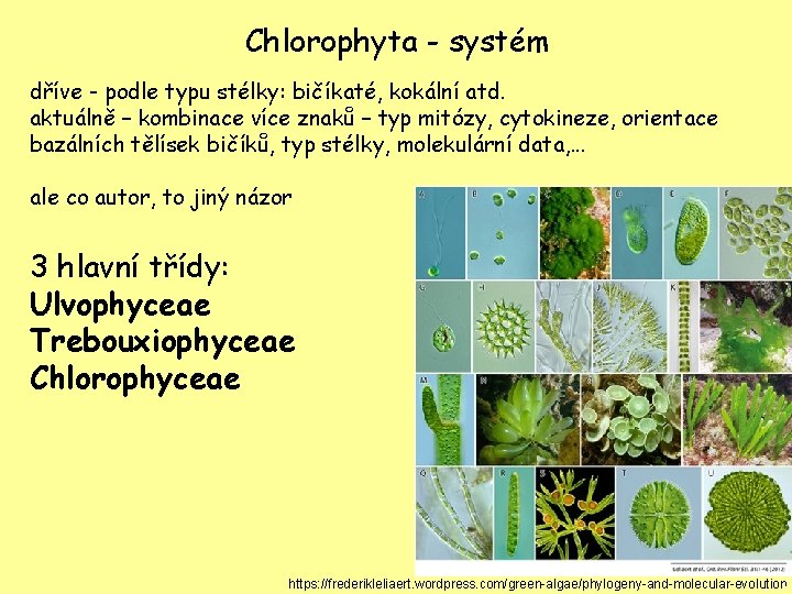 Chlorophyta - systém dříve - podle typu stélky: bičíkaté, kokální atd. aktuálně – kombinace