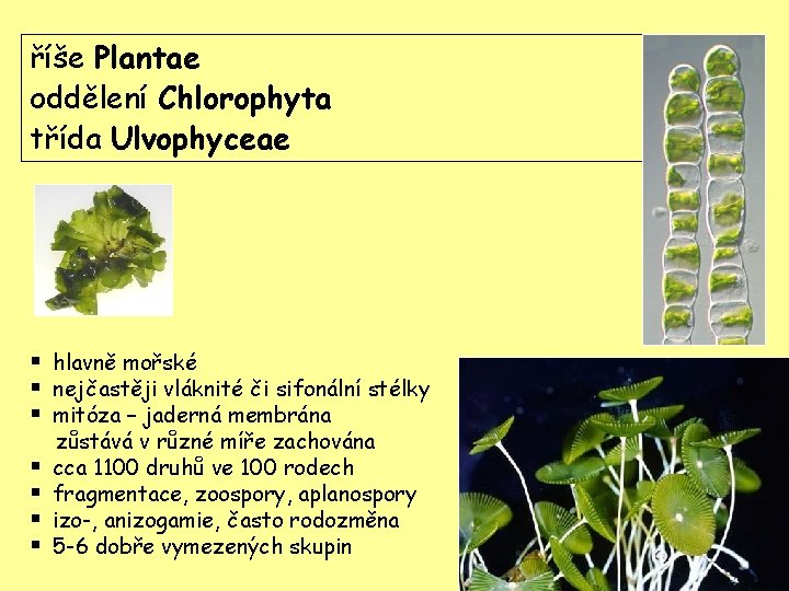 říše Plantae třída Ulvophyceae oddělení Chlorophyta třída Ulvophyceae § hlavně mořské § nejčastěji vláknité