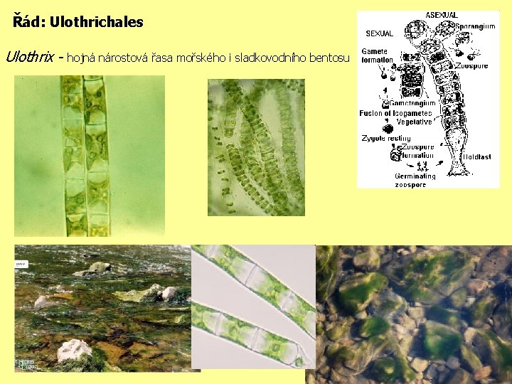 Řád: Ulothrichales Ulothrix - hojná nárostová řasa mořského i sladkovodního bentosu 