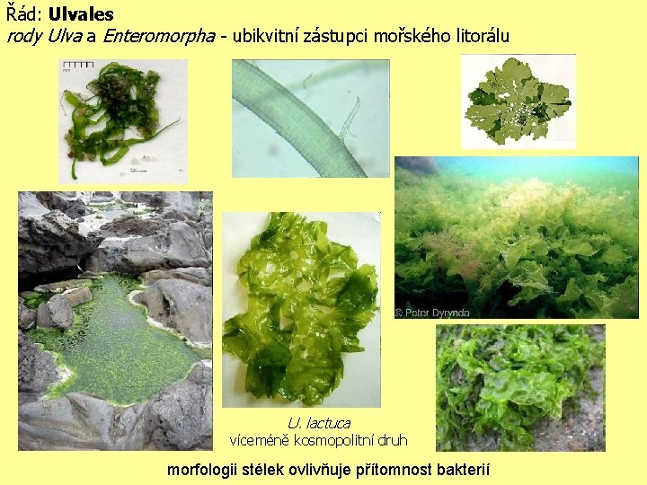 Řád: Ulvales rody Ulva a Enteromorpha - ubikvitní zástupci mořského litorálu U. lactuca víceméně