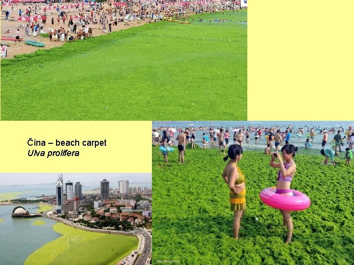 Čína – beach carpet Ulva prolifera 