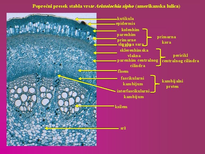 Poprečni presek stabla vrste Aristolochia sipho (amerikanska lulica) kutikula epidermis kolenhim parenhim primarna primarne