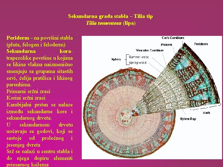 Sekundarna građa stabla – Tilia tip Tilia tomentosa (lipa) Periderm – na površini stabla