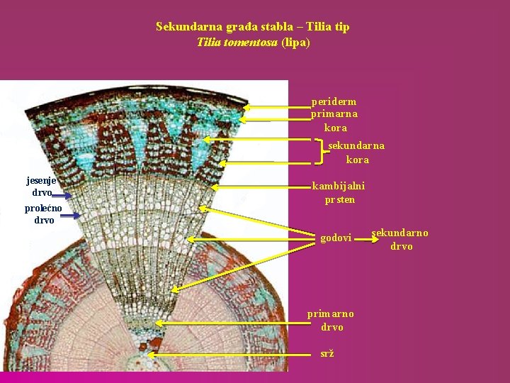 Sekundarna građa stabla – Tilia tip Tilia tomentosa (lipa) periderm primarna kora sekundarna kora