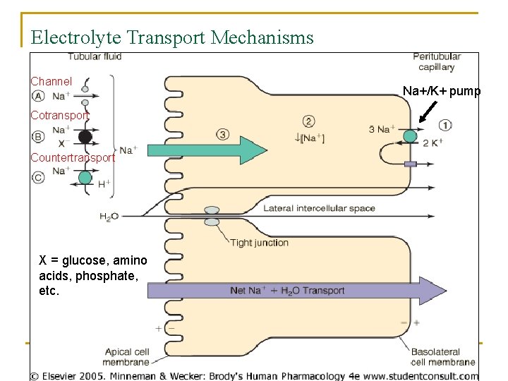 Electrolyte Transport Mechanisms Channel Cotransport Countertransport X = glucose, amino acids, phosphate, etc. Na+/K+