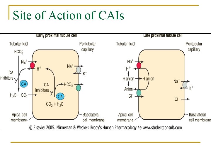 Site of Action of CAIs 