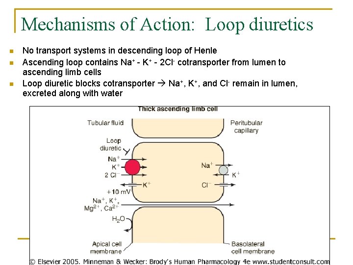 Mechanisms of Action: Loop diuretics n n n No transport systems in descending loop