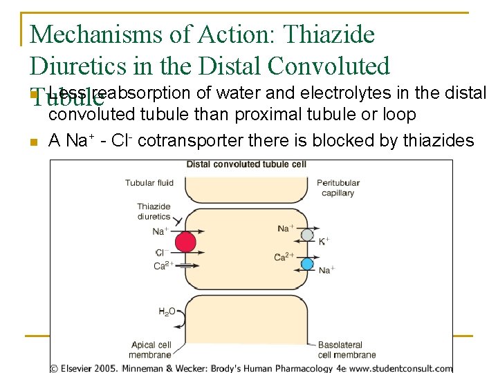 Mechanisms of Action: Thiazide Diuretics in the Distal Convoluted n Less reabsorption of water