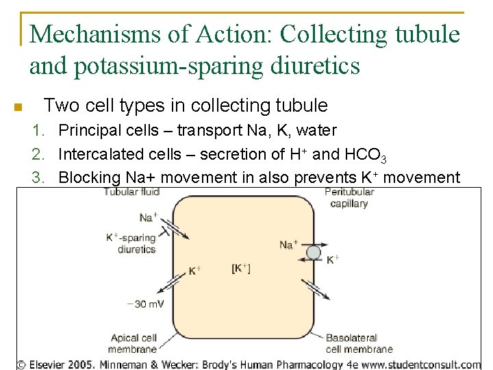 Mechanisms of Action: Collecting tubule and potassium-sparing diuretics n Two cell types in collecting