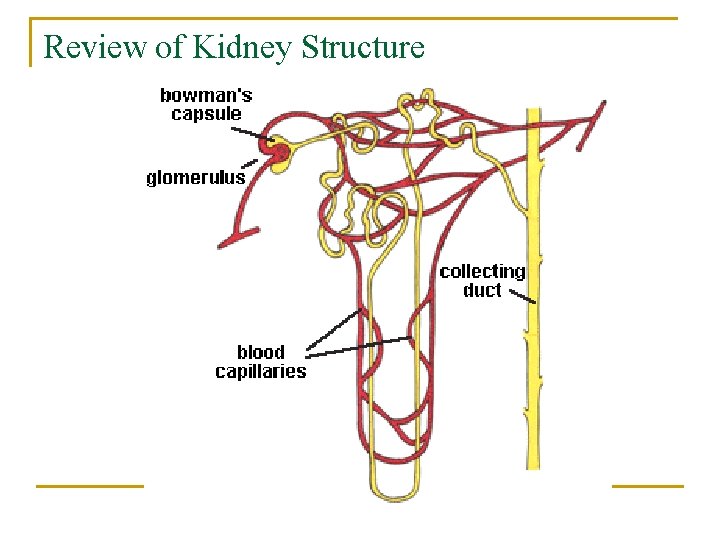 Review of Kidney Structure 