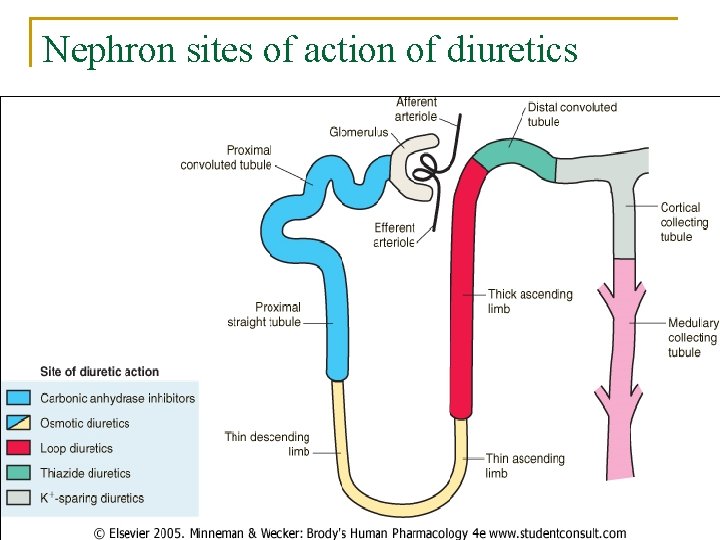 Nephron sites of action of diuretics 